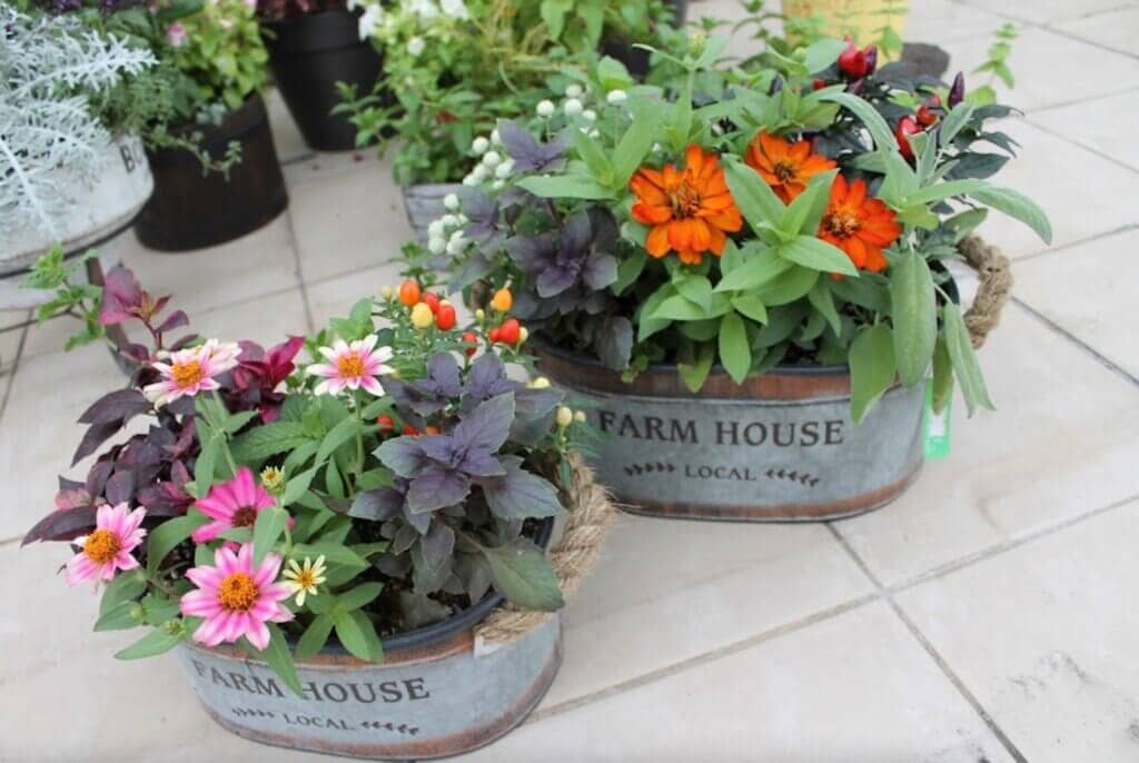 置くだけでおしゃれな寄せ植え